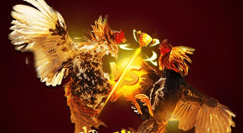 sabung ayam